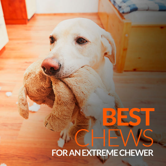 Best Chews For An Extreme Chewer