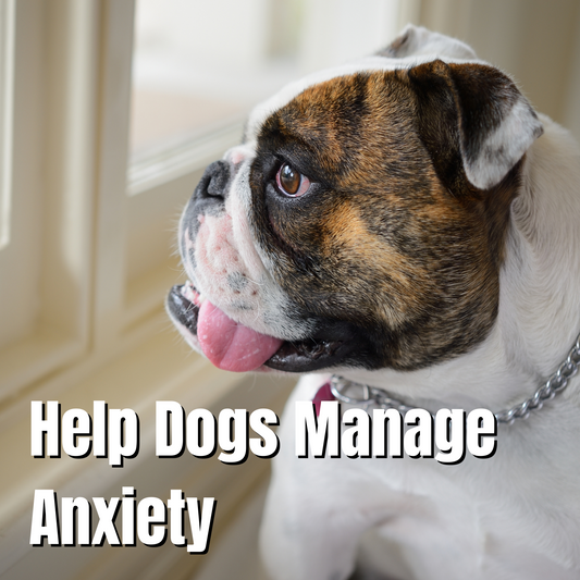 How to Help Dogs Manage Anxiety by Chewing